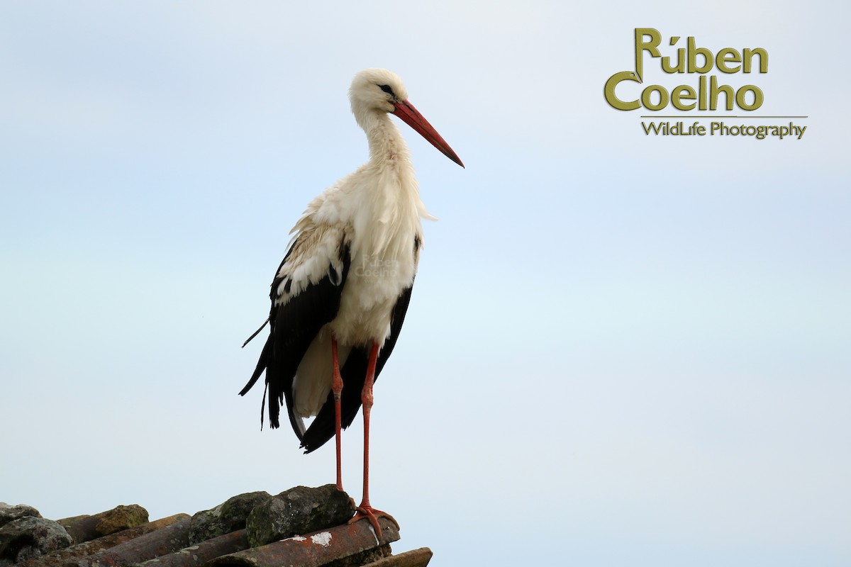 White Stork - ML59941441