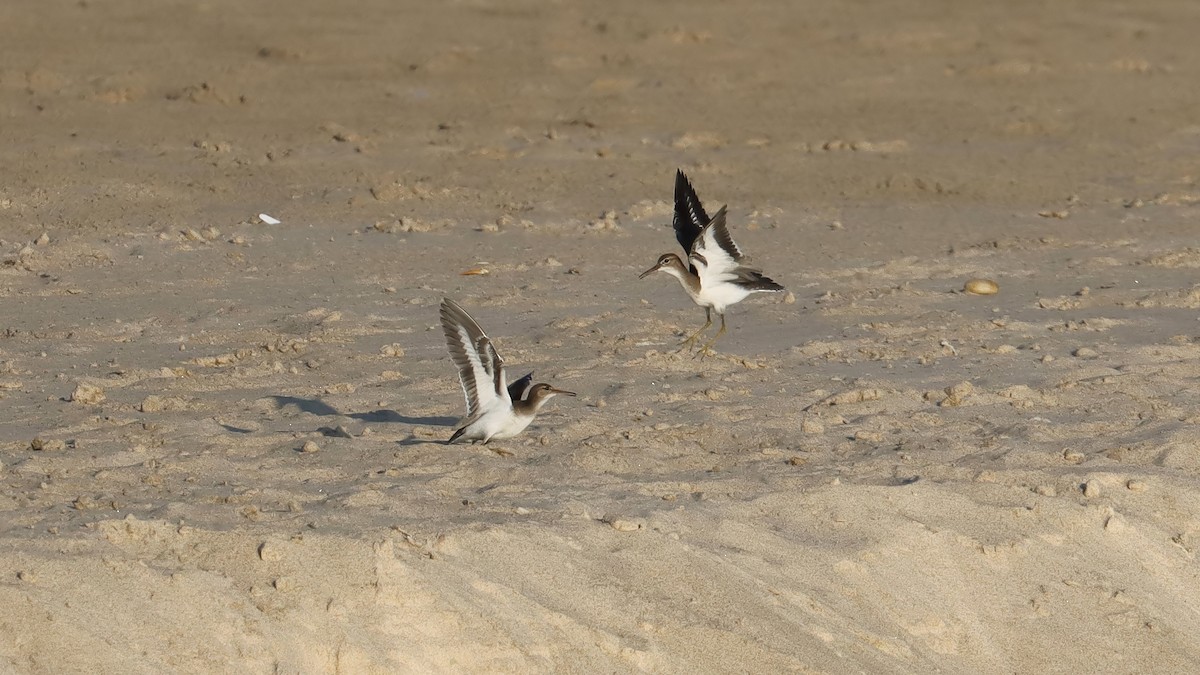 Spotted Sandpiper - ML599415251