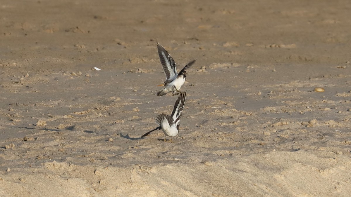 Spotted Sandpiper - ML599415271