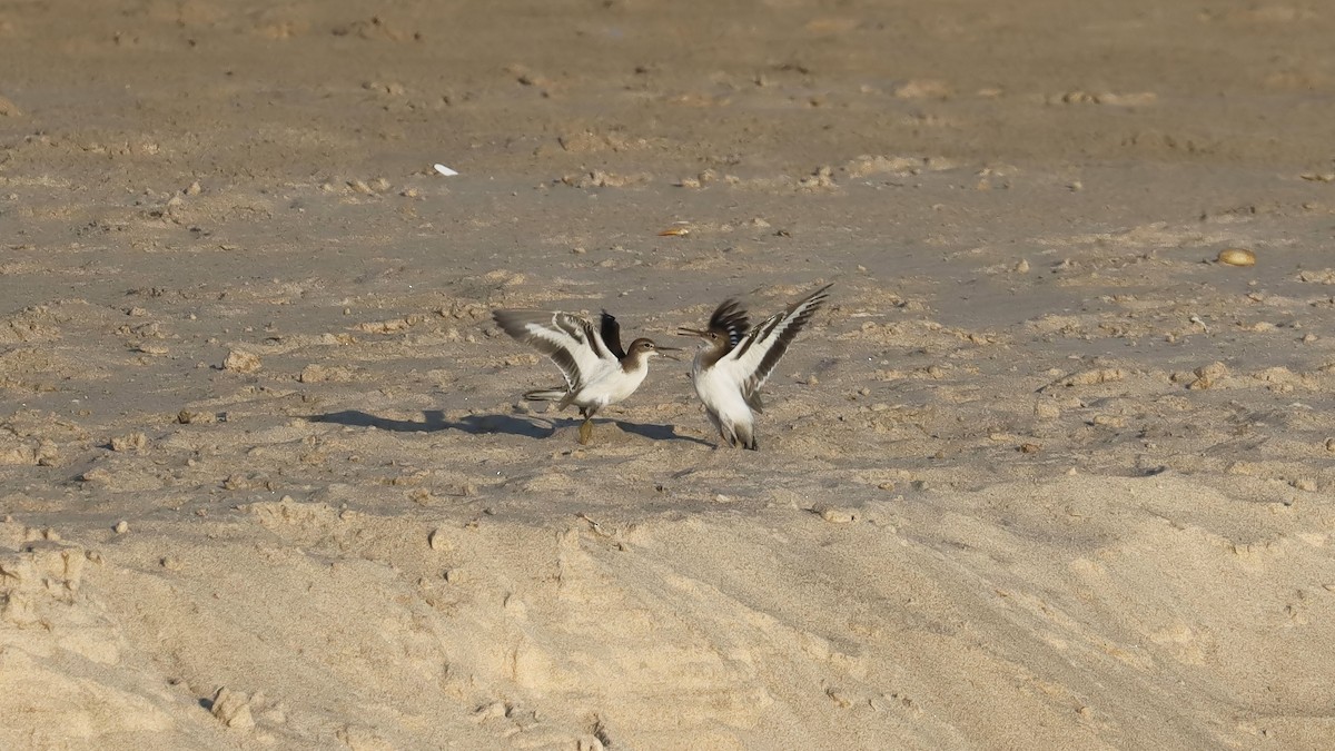 Spotted Sandpiper - ML599415341