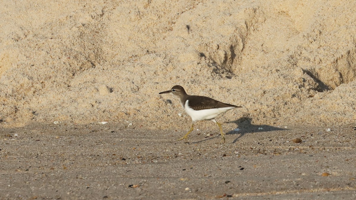 Spotted Sandpiper - ML599415751