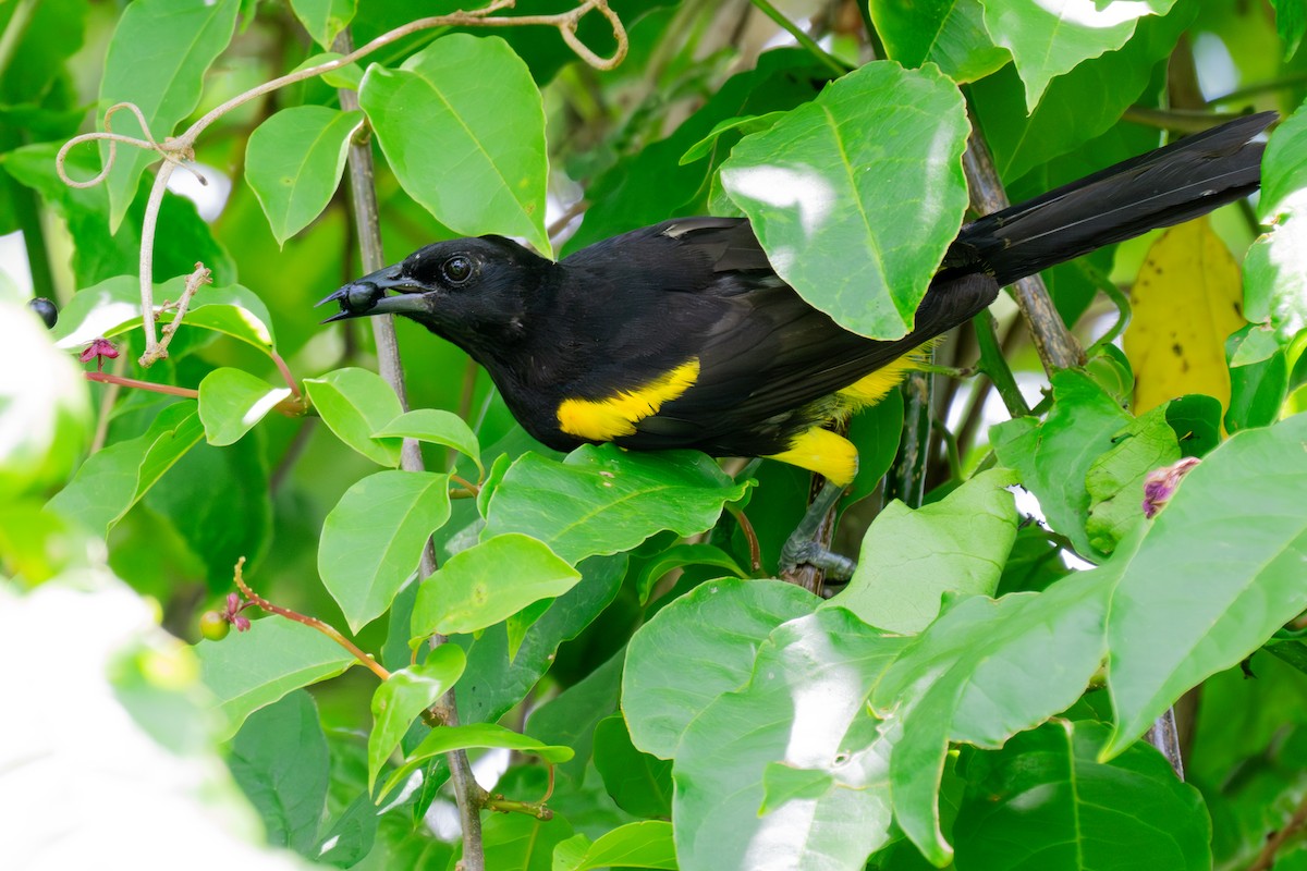 Puerto Rican Oriole - ML599415791