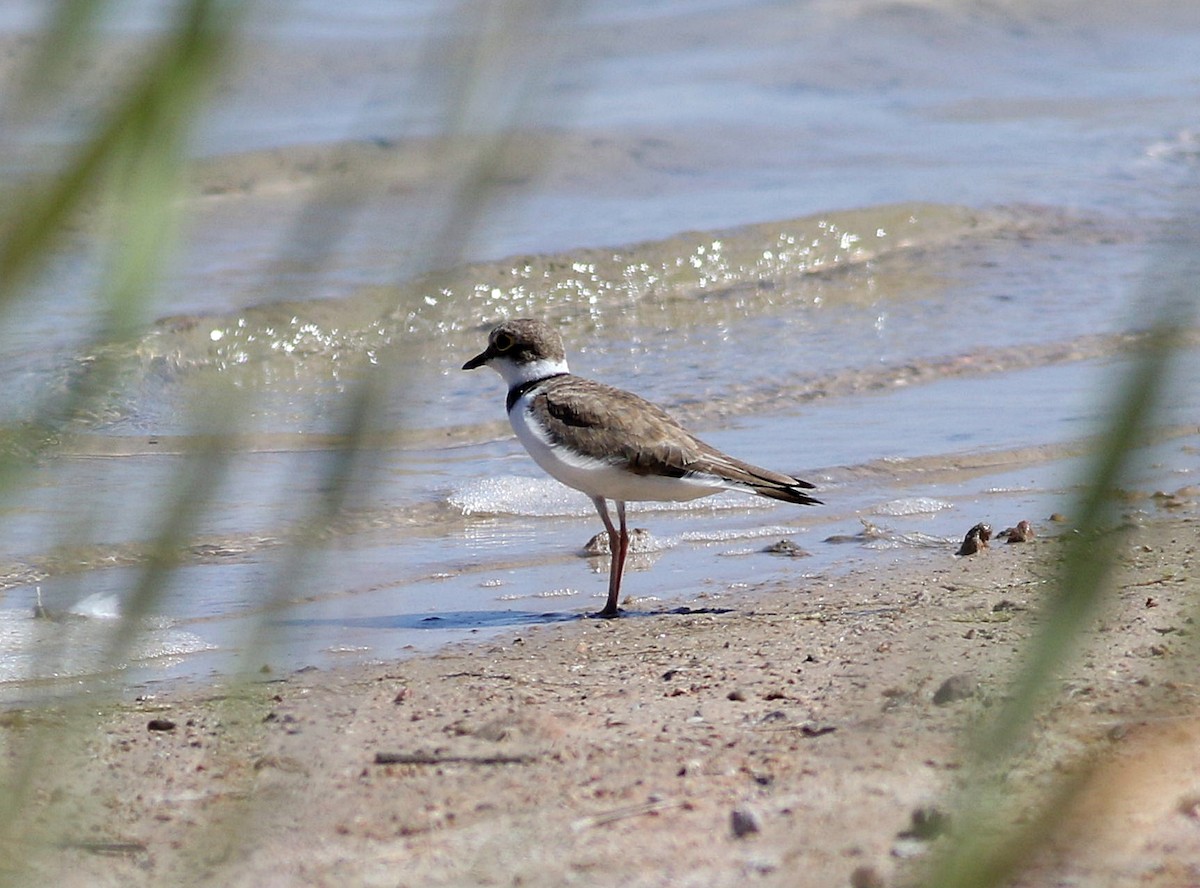 Little Ringed Plover - ML599415801