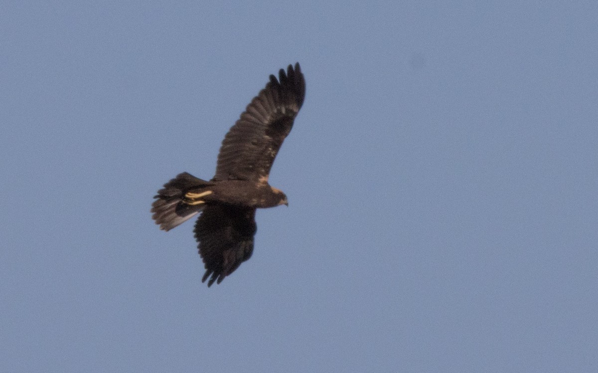 Western Marsh Harrier - ML599416791
