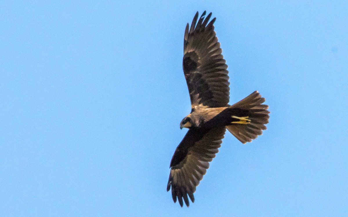 Western Marsh Harrier - ML599416801