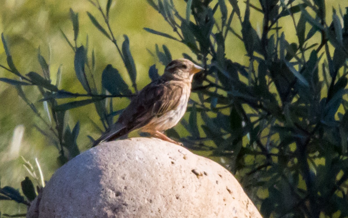 Rock Sparrow - ML599416861
