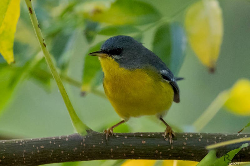 Tropical Parula - ML59941721