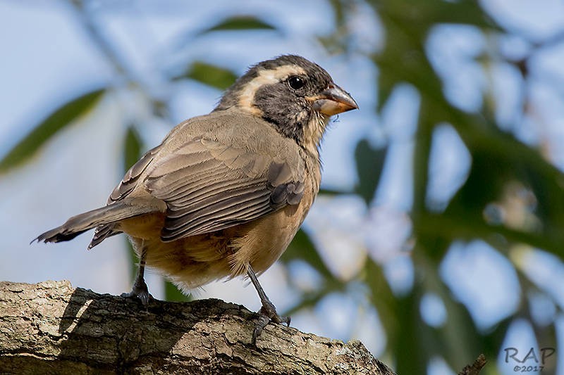 Golden-billed Saltator - ML59941741