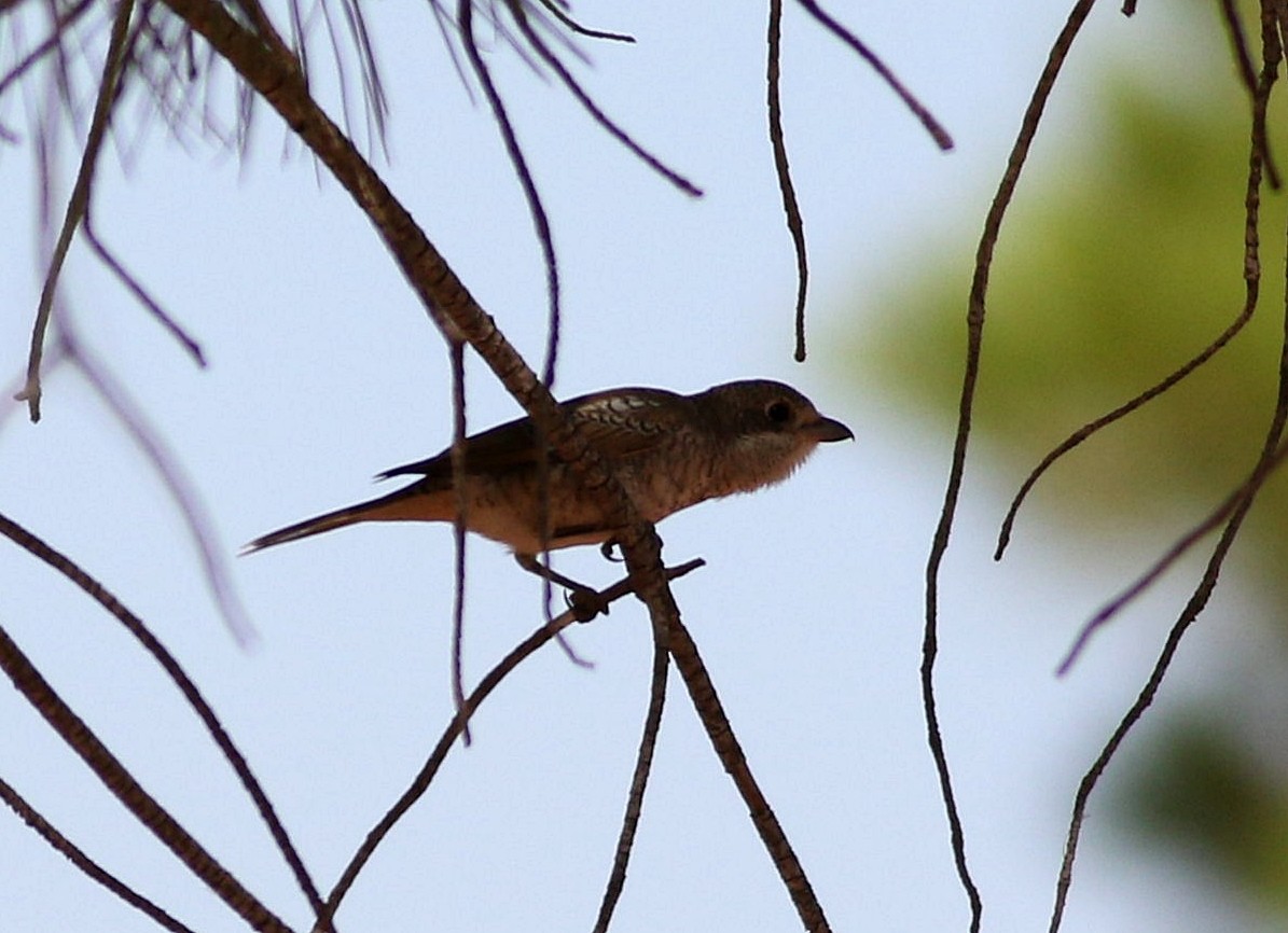 Woodchat Shrike - ML599417721