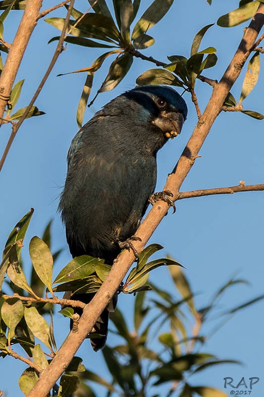 Ultramarine Grosbeak - Ricardo A.  Palonsky