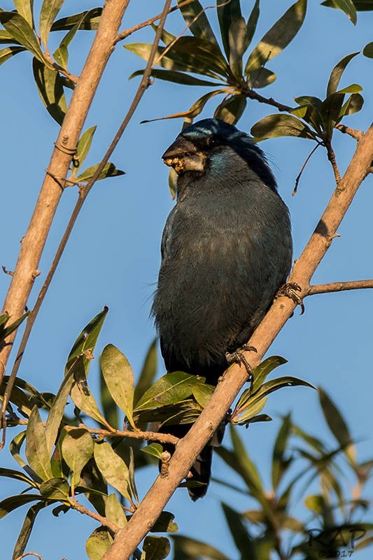 Ultramarine Grosbeak - ML59941791