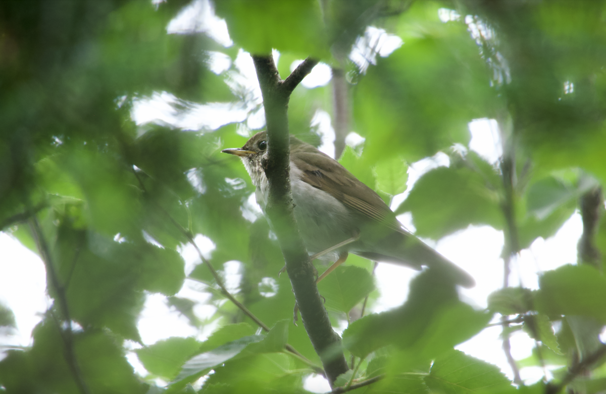 Bicknell's Thrush - ML599419451