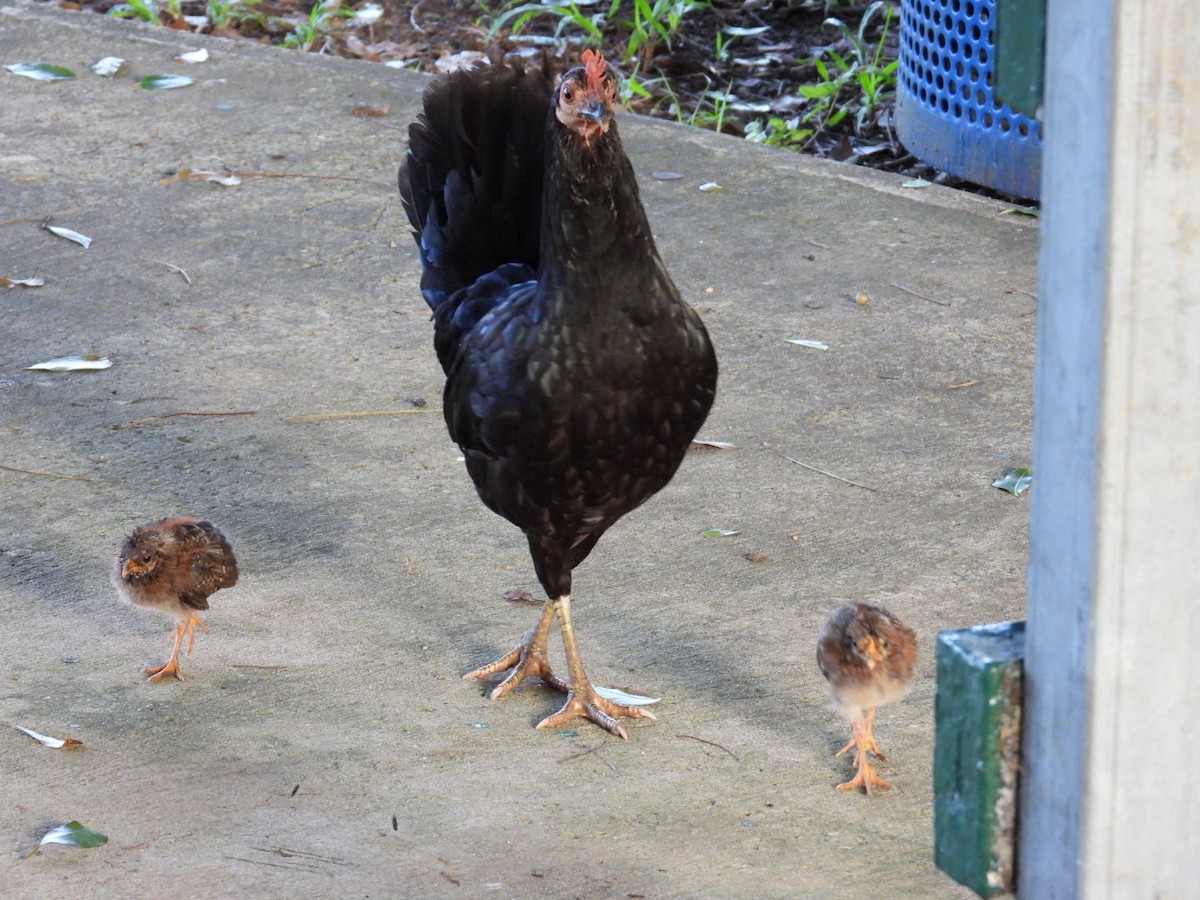 Red Junglefowl (Domestic type) - ML599420401