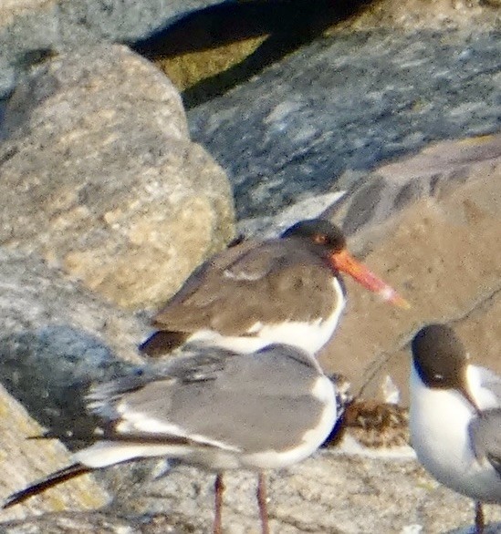 American Oystercatcher - David Moulton