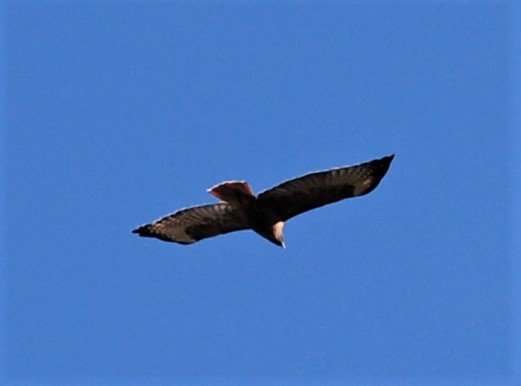 Red-tailed Hawk - Jerry Davis