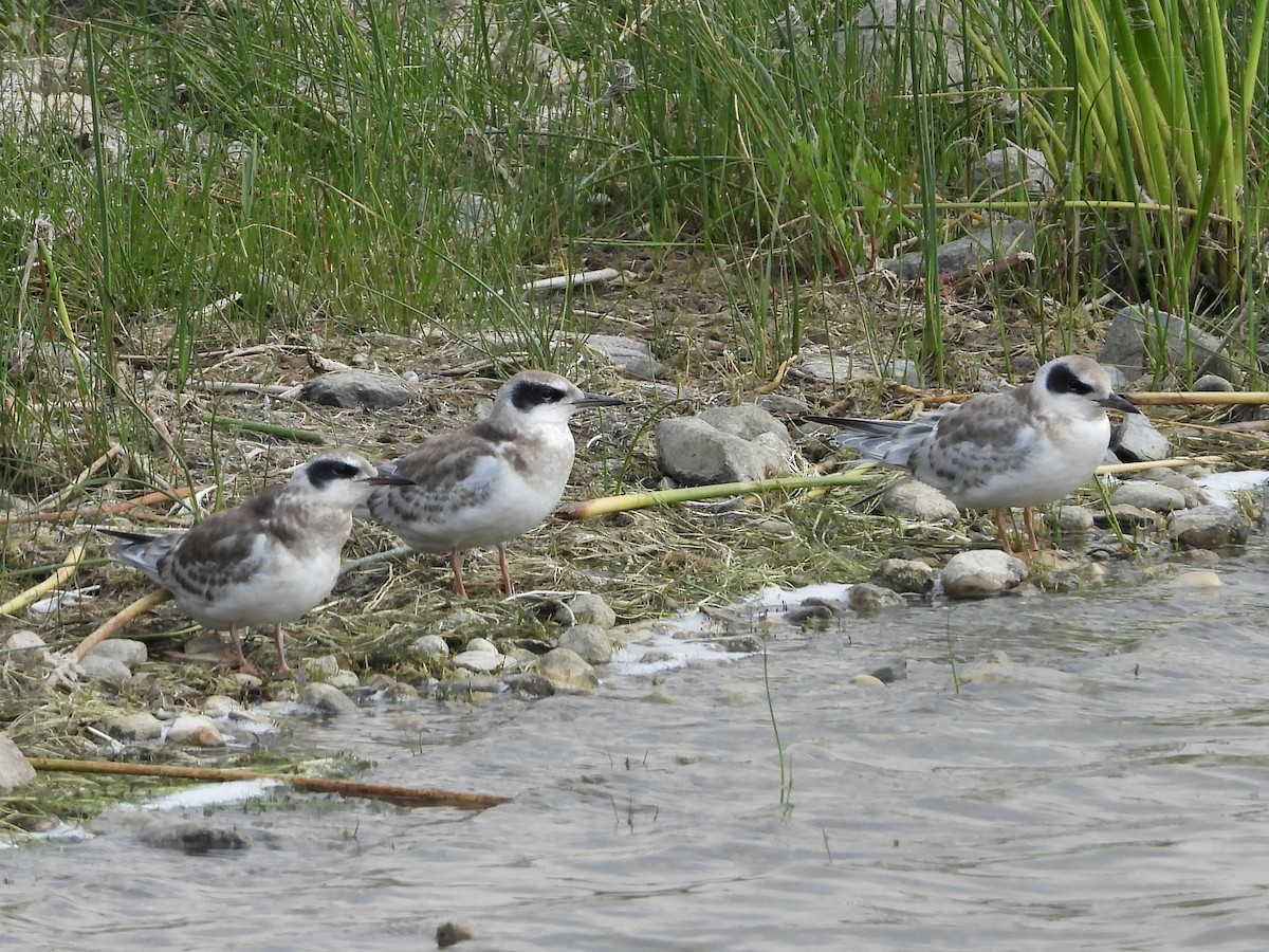 Forster's Tern - ML599425731