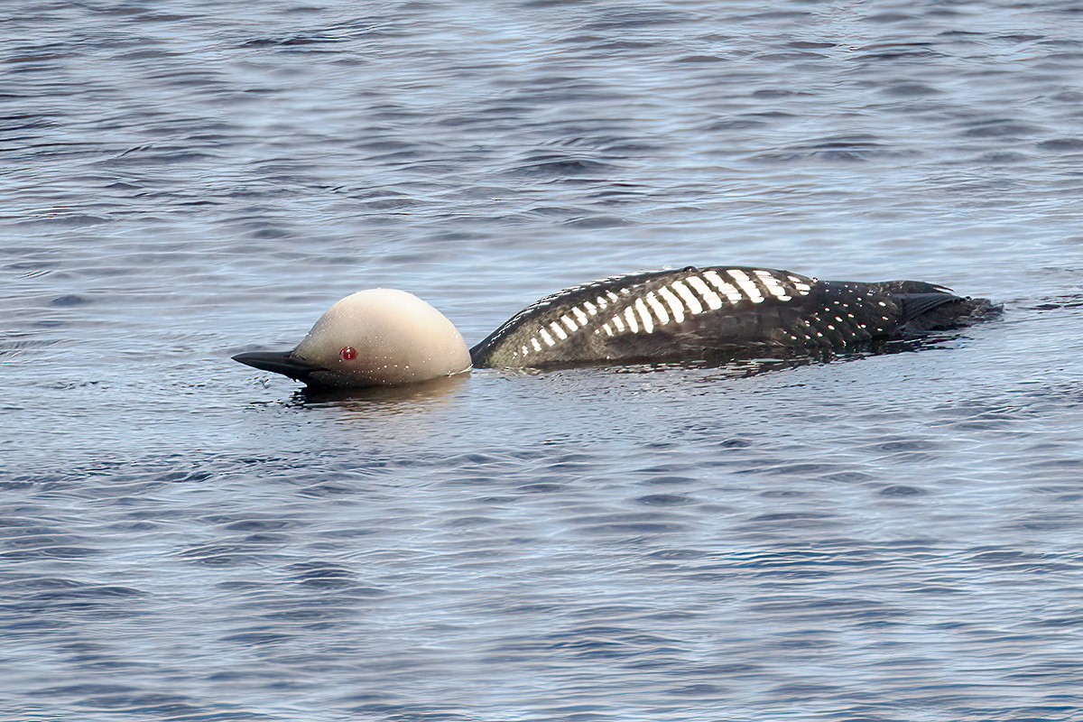 Pacific Loon - ML599426751