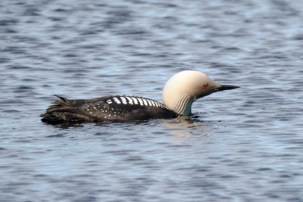 Pacific Loon - ML599426761