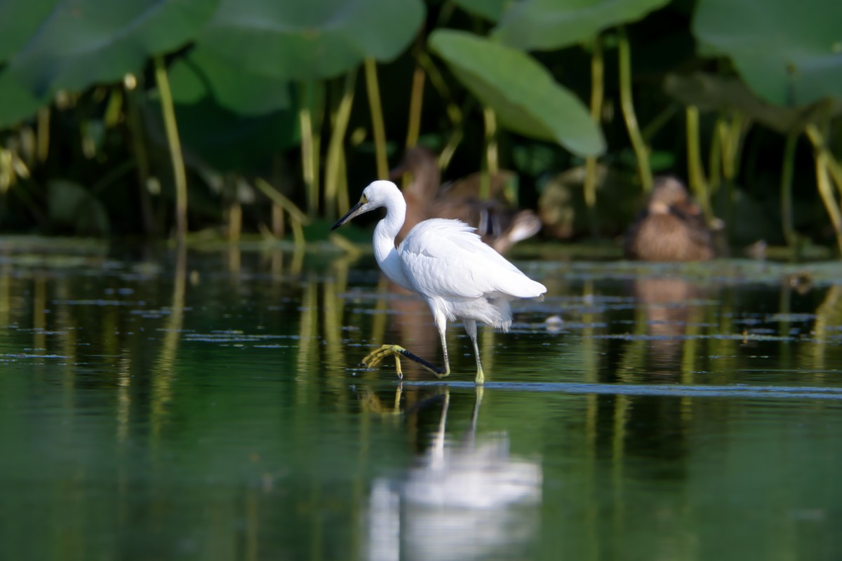 Snowy Egret - Fred Caines