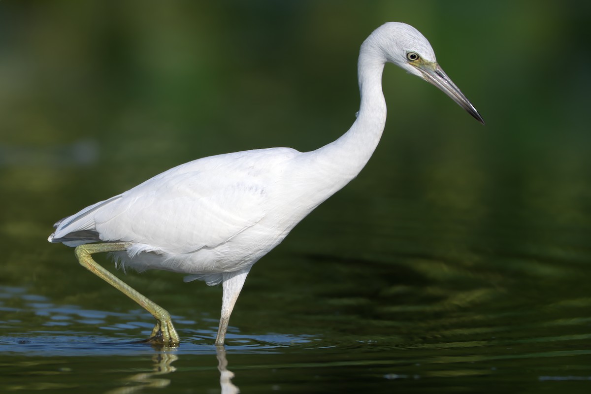 Little Blue Heron - Fred Caines