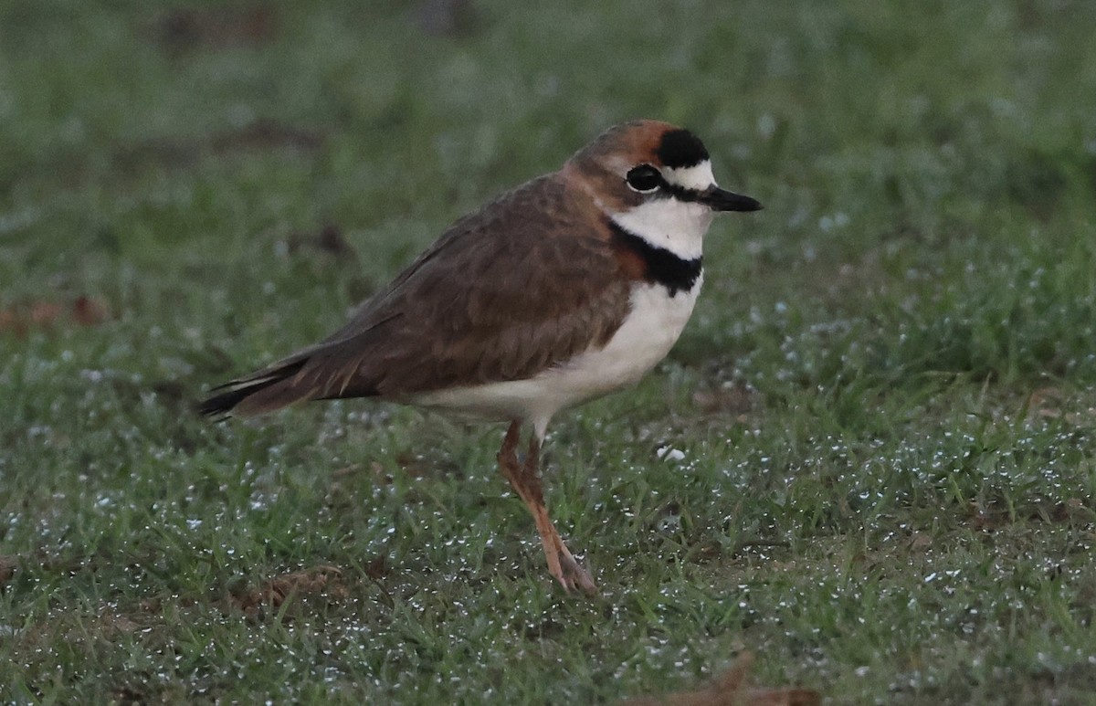 Collared Plover - Judy Grant