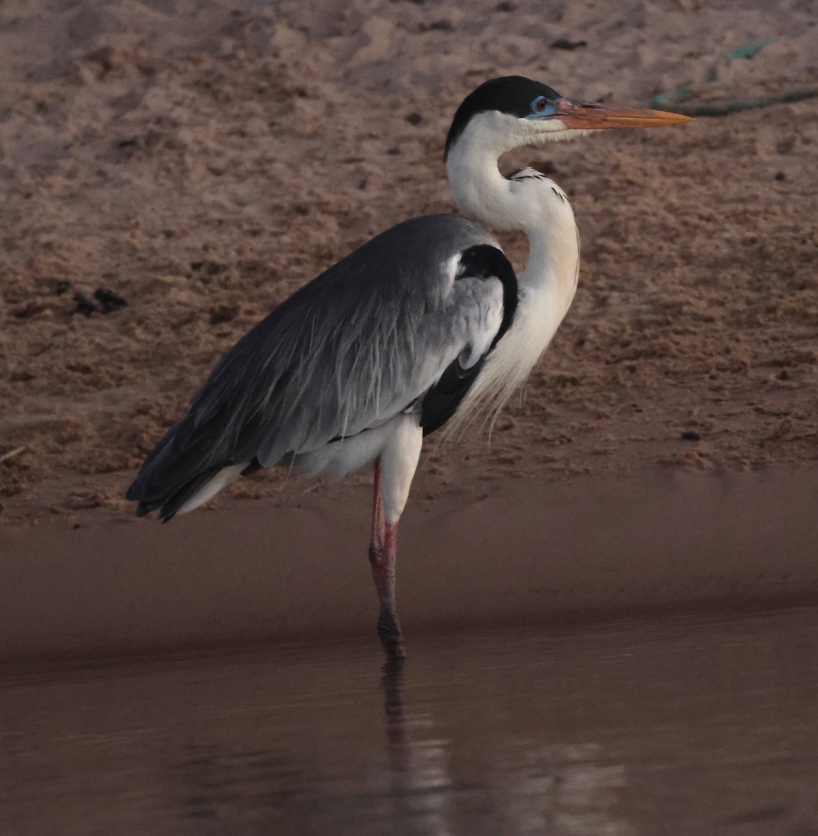 Cocoi Heron - Judy Grant