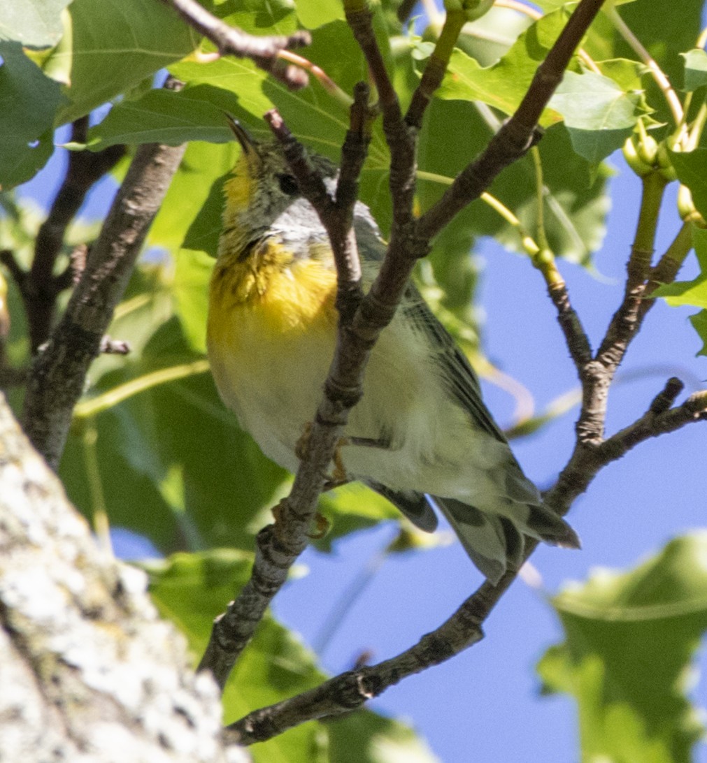 Northern Parula - ML599428901