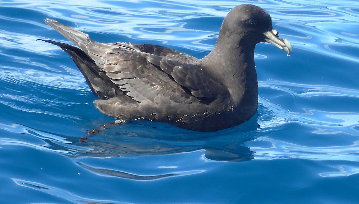 White-chinned Petrel - Stephen and Felicia Cook