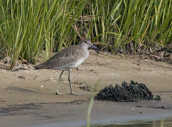 Willet - ML599430871