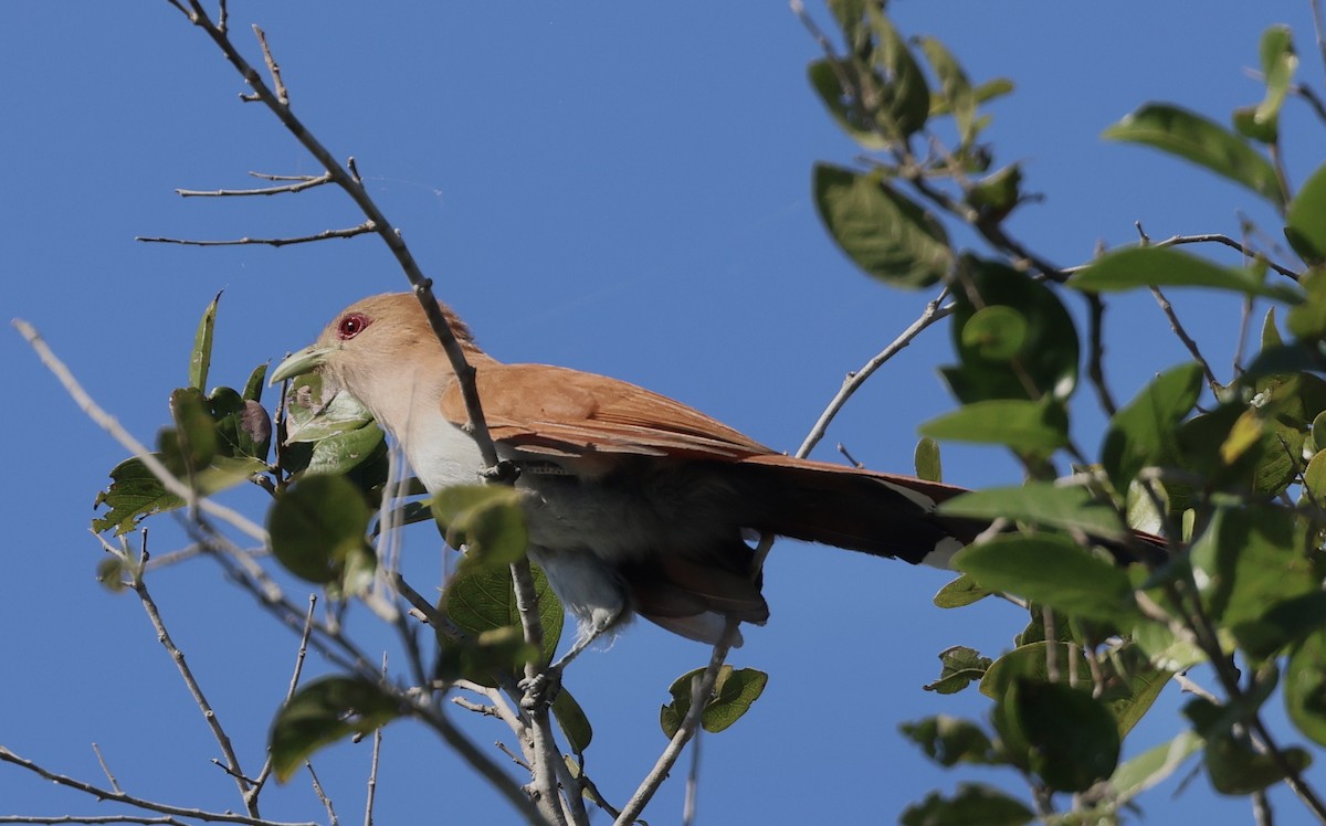 Squirrel Cuckoo - Judy Grant