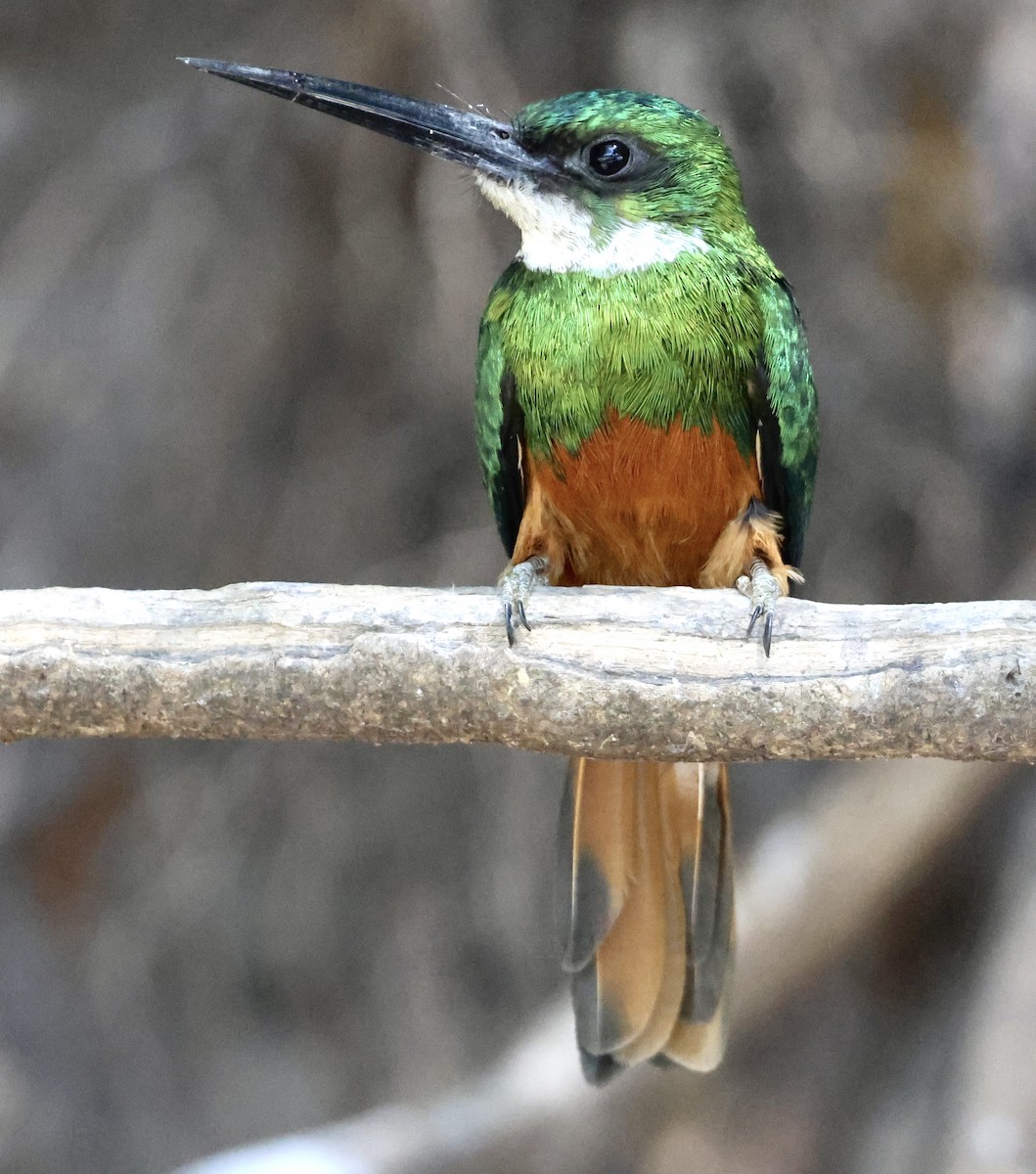 Rufous-tailed Jacamar - Judy Grant