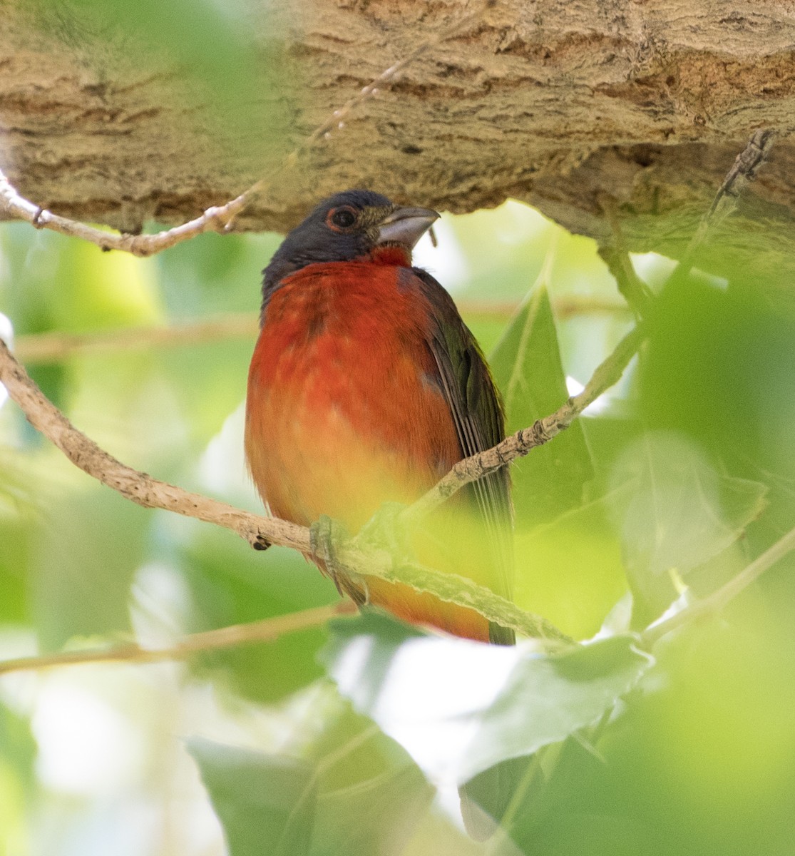 Painted Bunting - ML599432491