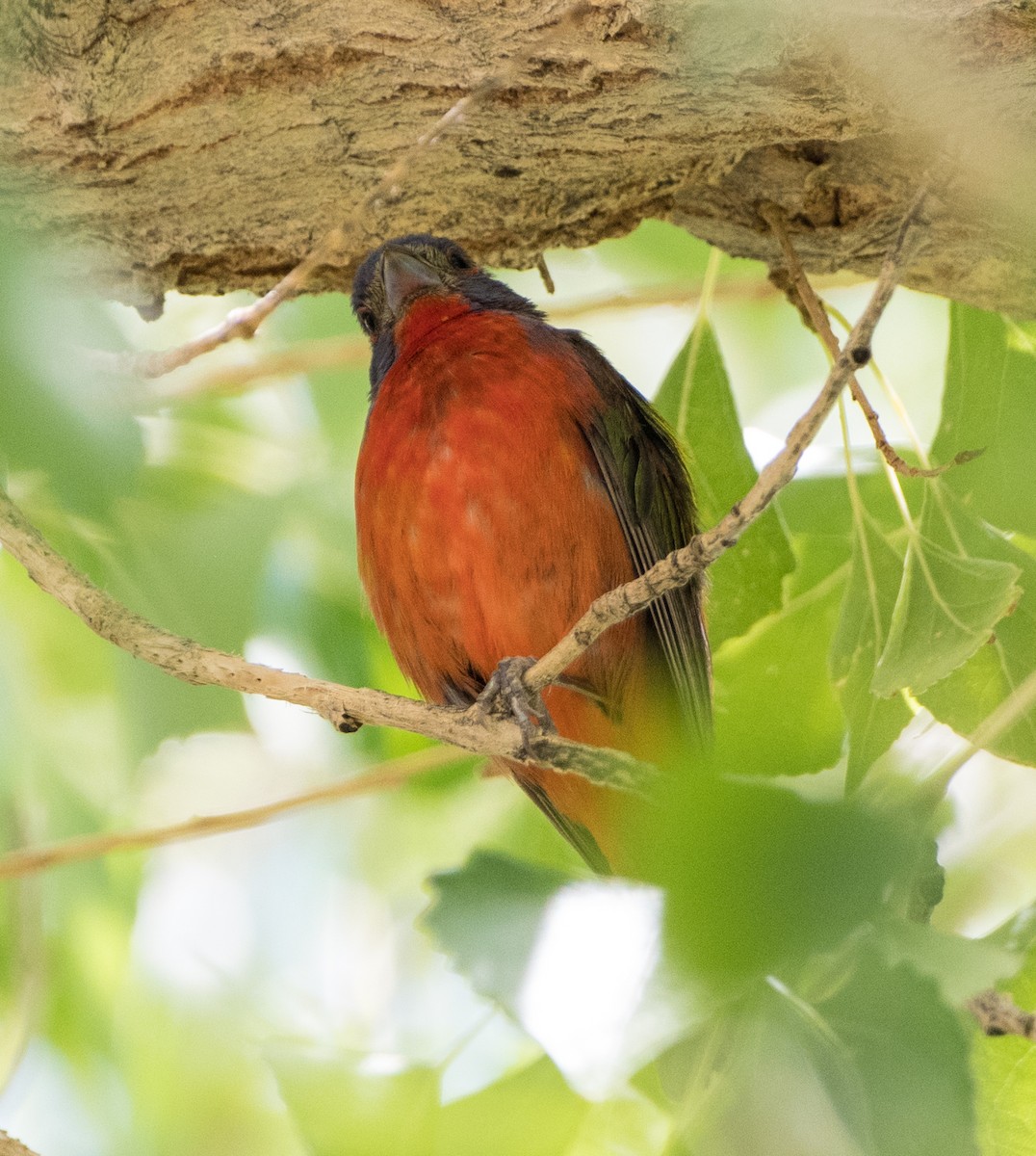 Painted Bunting - ML599433071