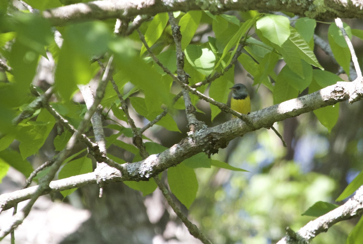 Mourning Warbler - ML59943611