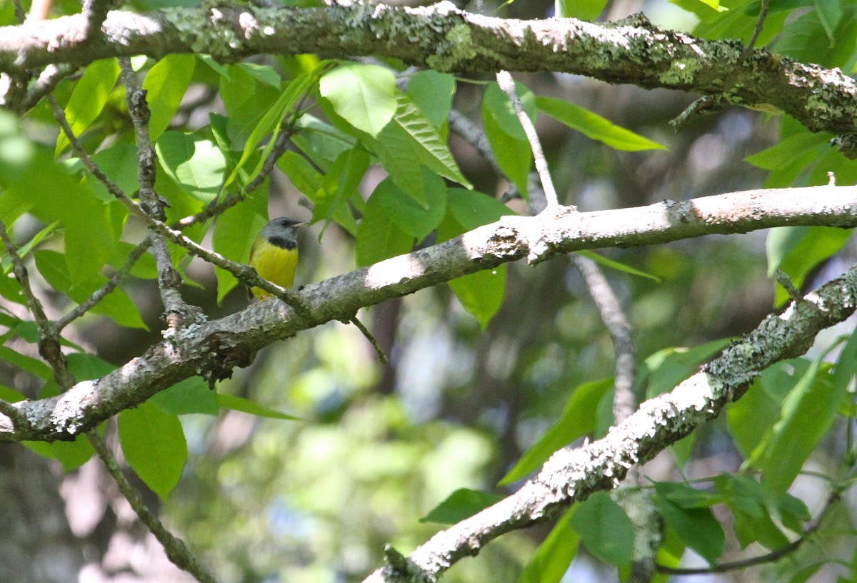 Mourning Warbler - ML59943621
