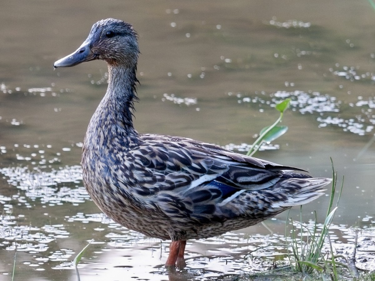 Canard colvert - ML599436701