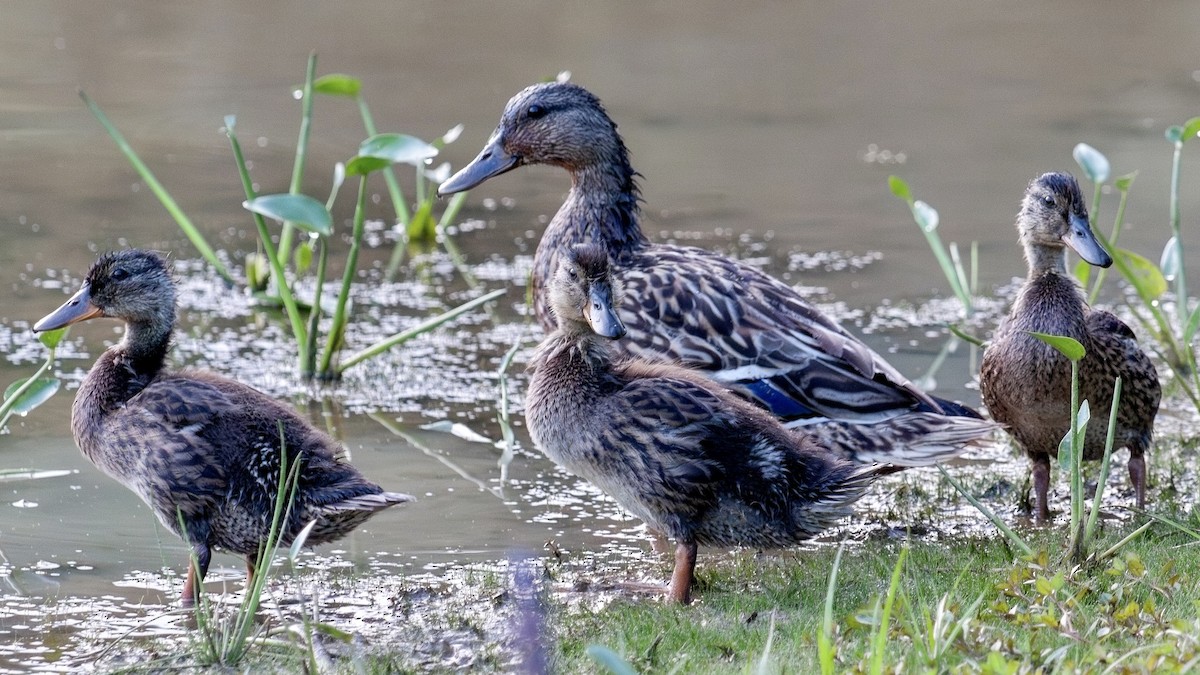 Canard colvert - ML599436921