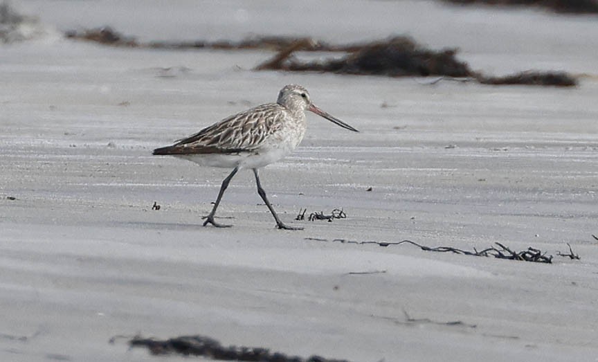 Bar-tailed Godwit - ML599437341