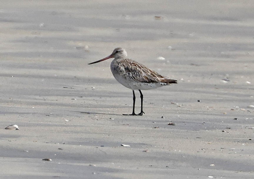 Bar-tailed Godwit - Mark Dennis