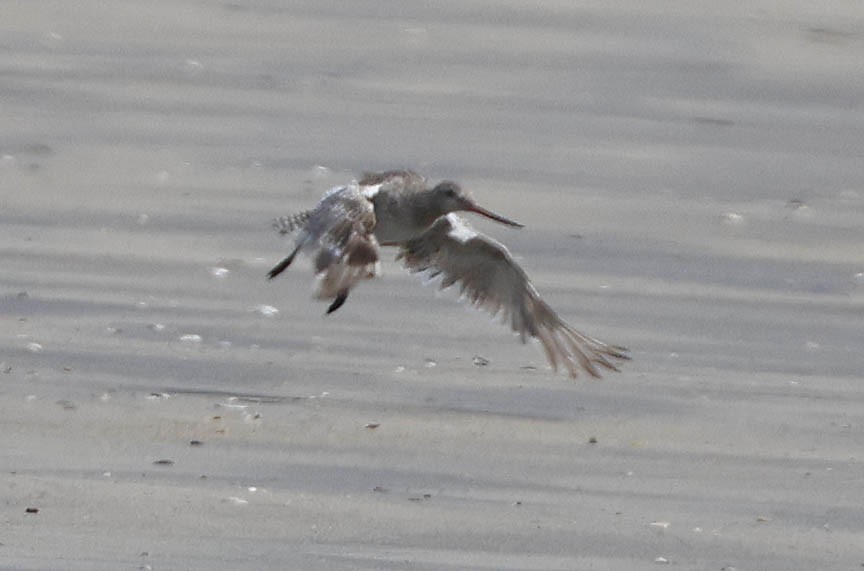 Bar-tailed Godwit - Mark Dennis