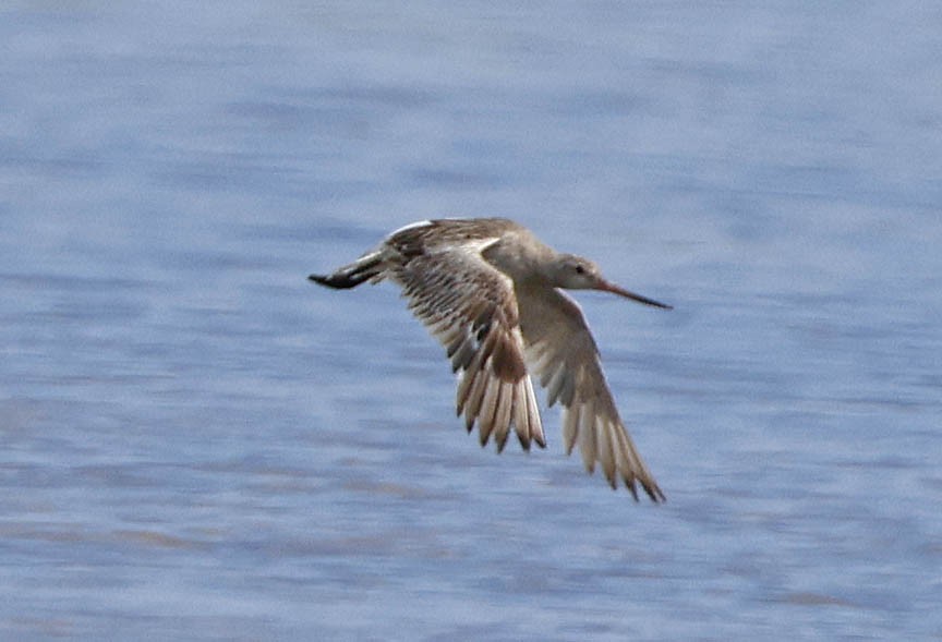 Bar-tailed Godwit - Mark Dennis