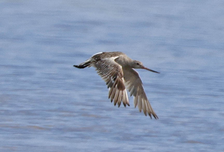 Bar-tailed Godwit - ML599437371