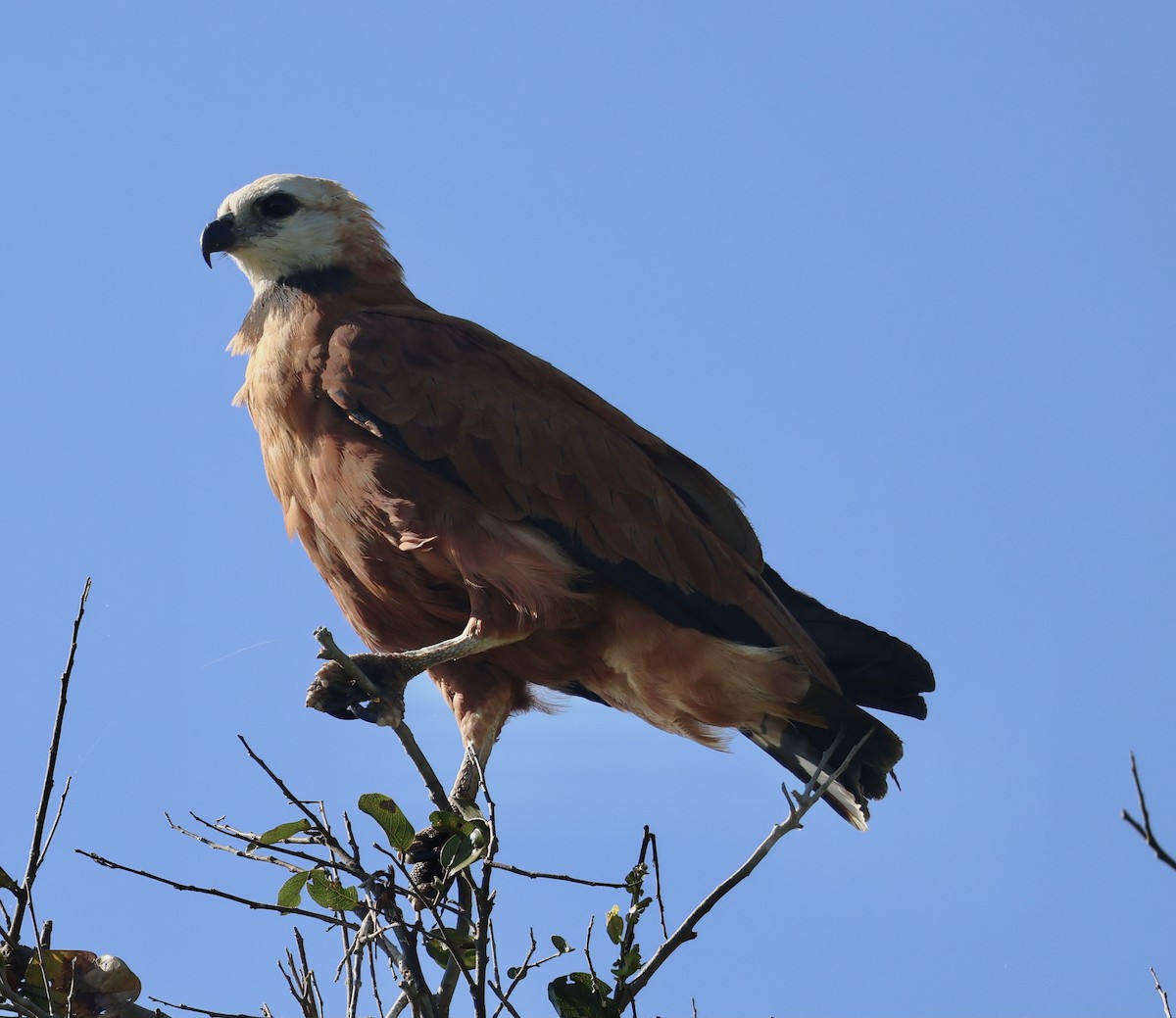 Black-collared Hawk - Judy Grant