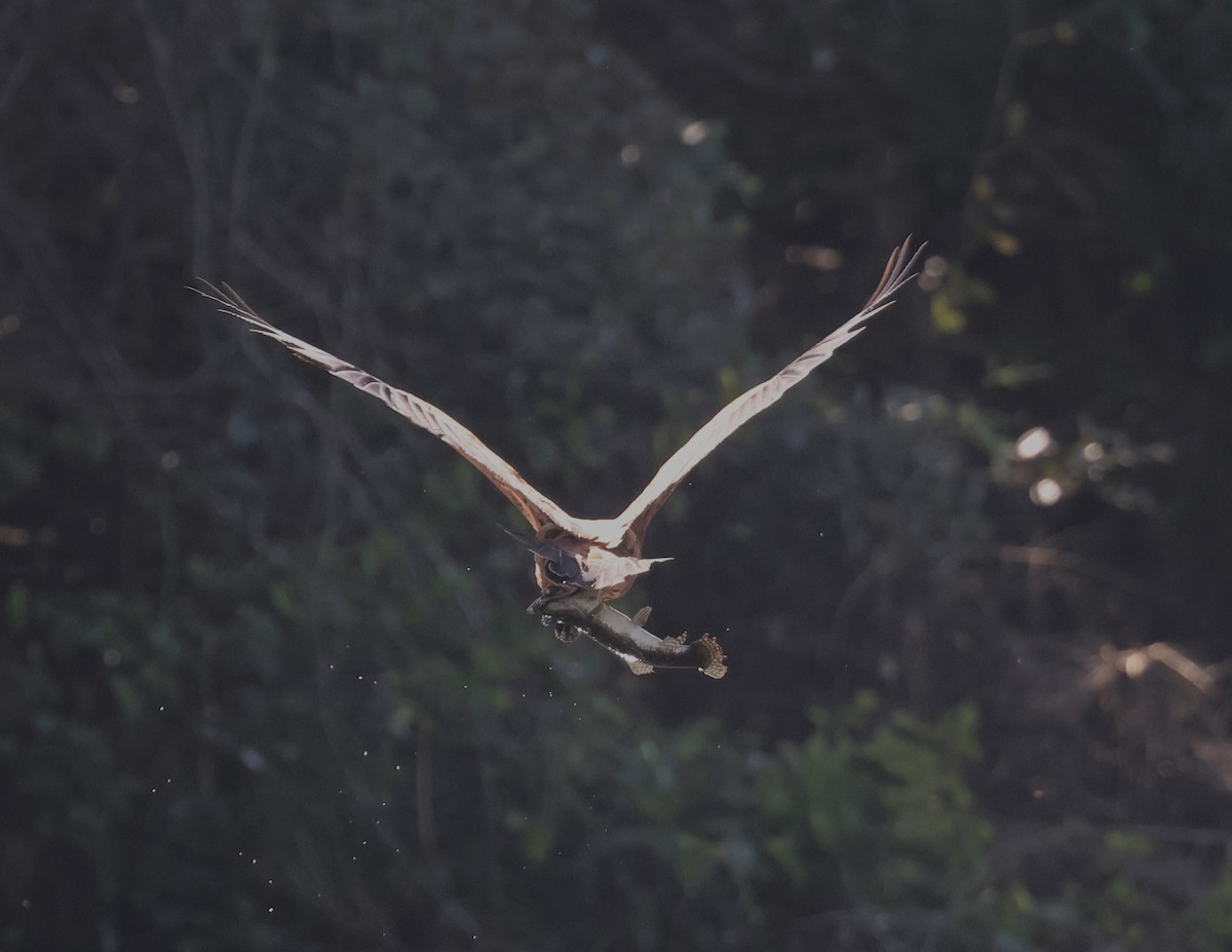 Black-collared Hawk - Judy Grant