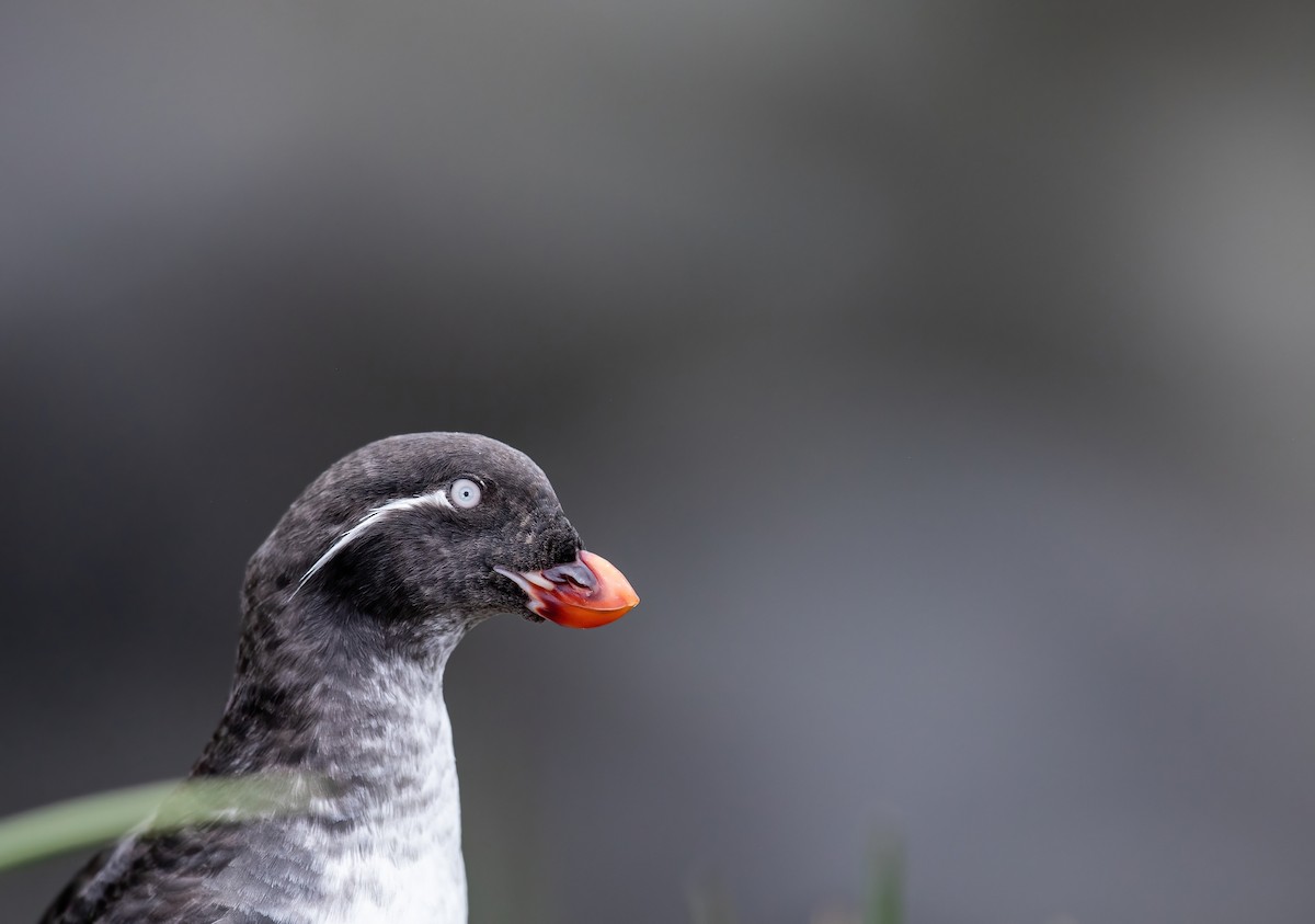 Parakeet Auklet - ML599437661