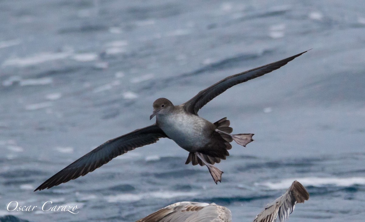 Balearic Shearwater - Anonymous