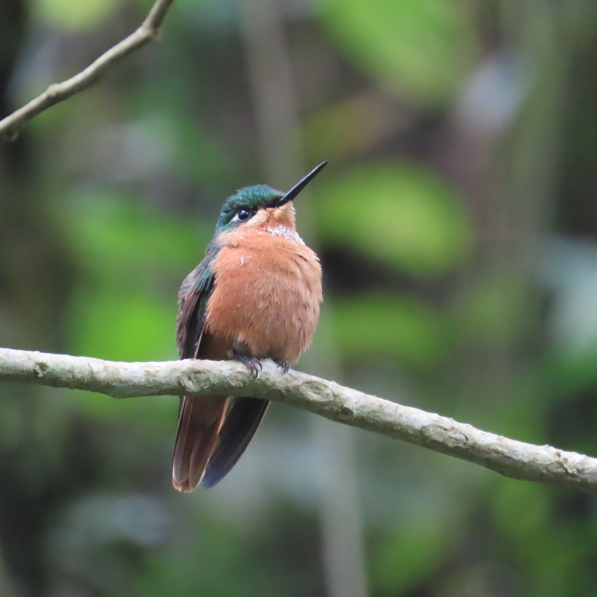 kolibřík brazilský - ML599439551