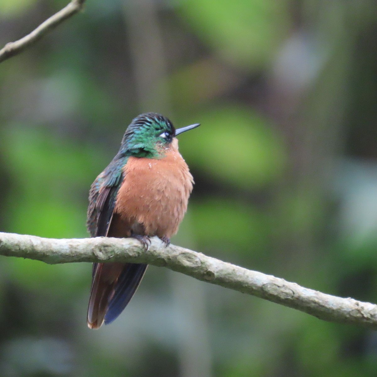 kolibřík brazilský - ML599439561
