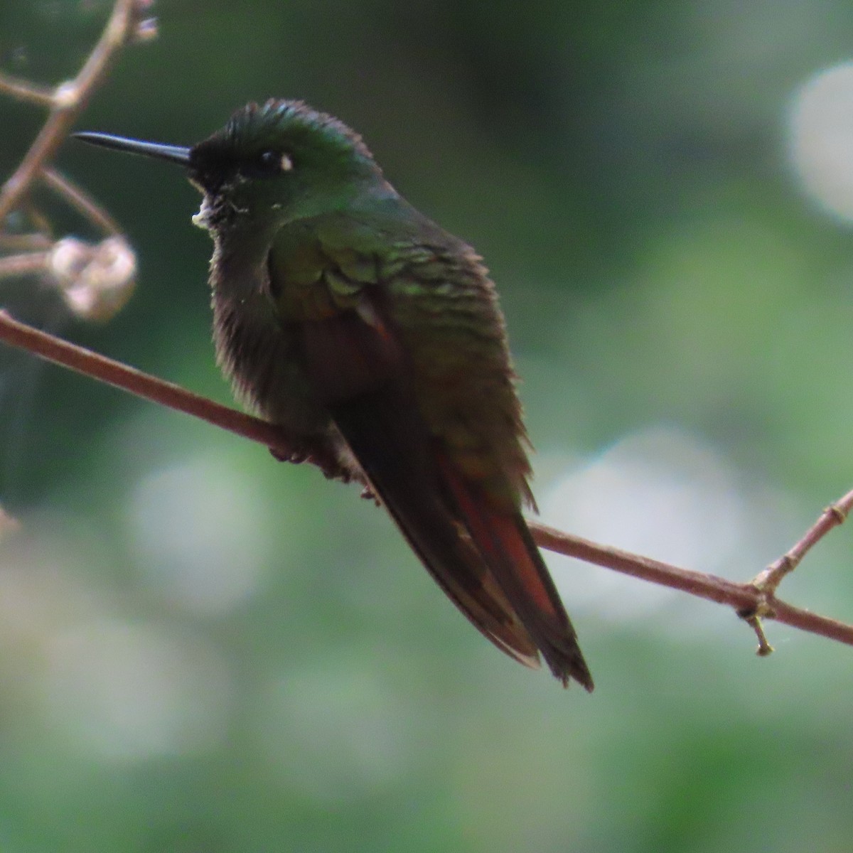 kolibřík brazilský - ML599439881