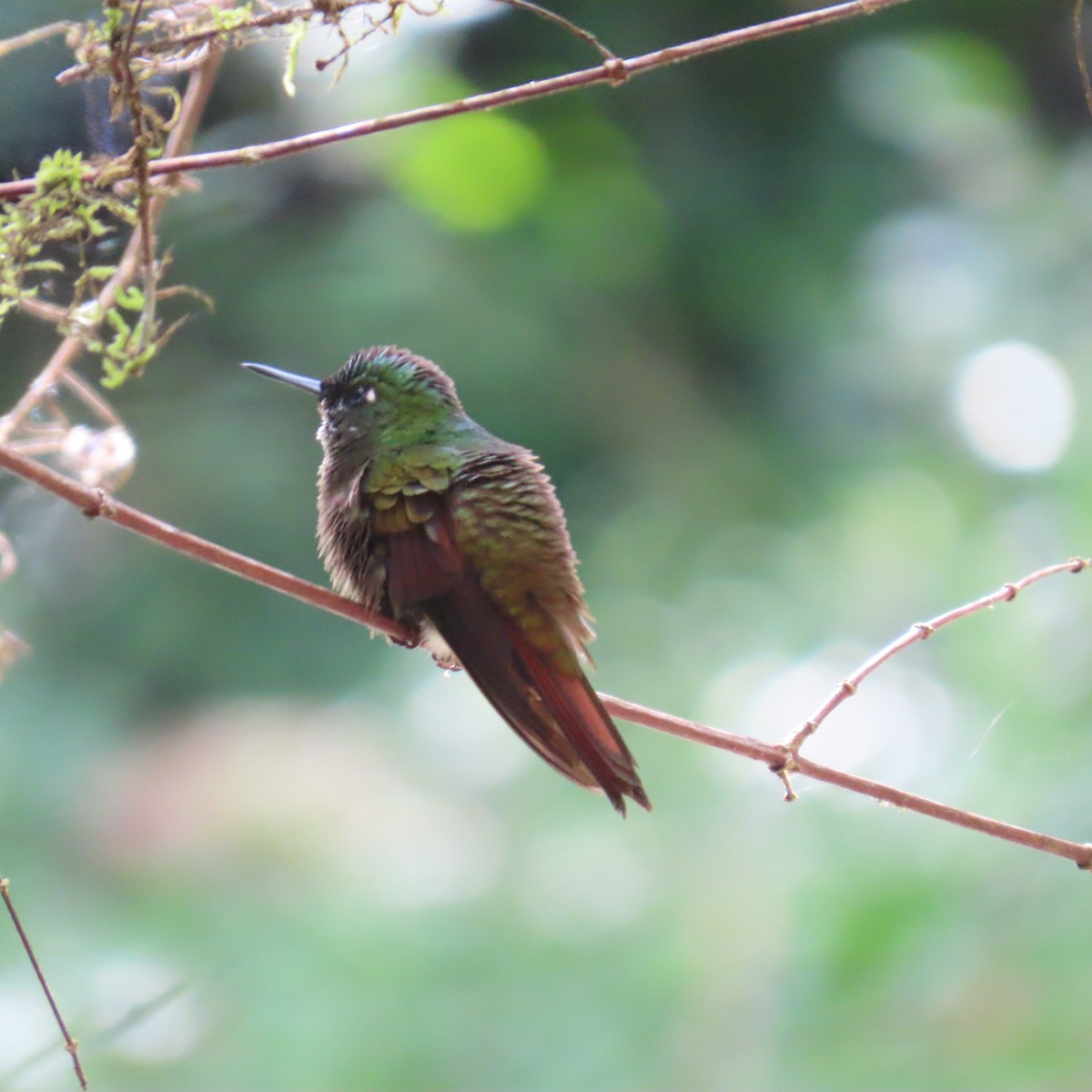 kolibřík brazilský - ML599439891